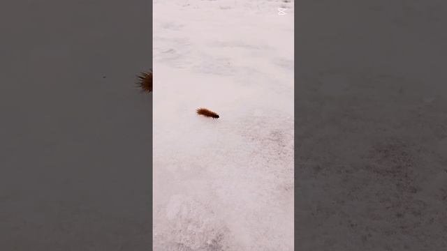 Гусеница в декабре