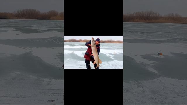 трофейная щука.