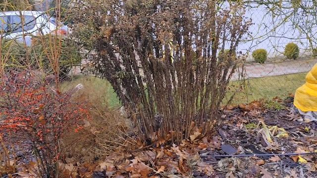 Мой сад в декабре. Красиво, ярко и даже цветут цветы. Радуюсь моим садовым успехам.