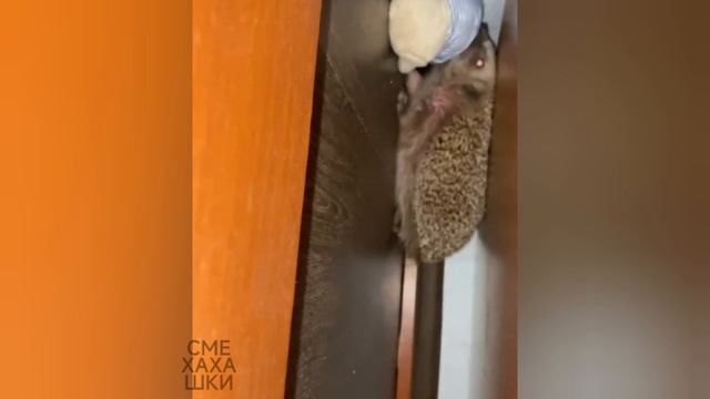 Забавные зверята