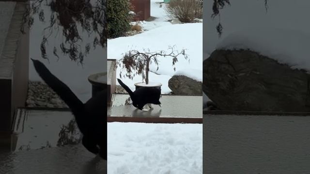 Фигурное котание