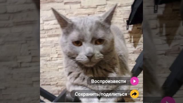 кот хочет уничтожить мир