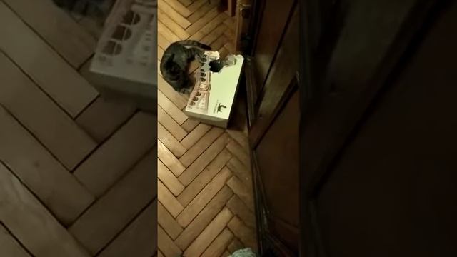 2 братика. two brothers.mp4