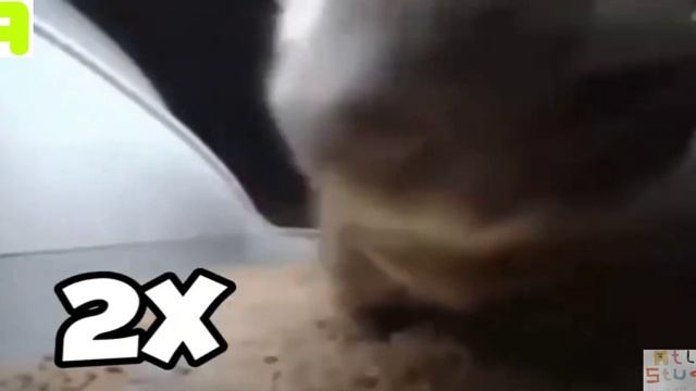 чипи чапа