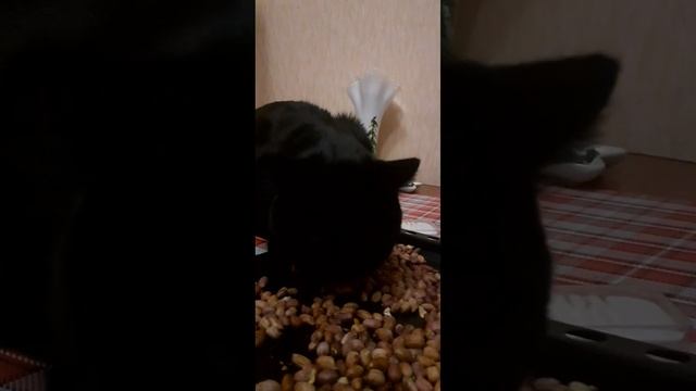 Любитель орешек#коттот#кот #смешныекоты#добро#чёрныйкот#мойкот#орешки#2023