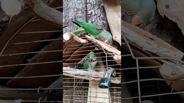 #попугай #попугайчик #птицы #birds #компот #майнкрафт #приколы #shorts