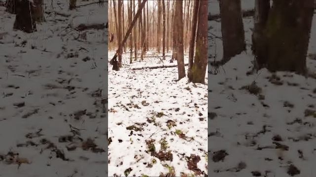 опята зимние.mp4