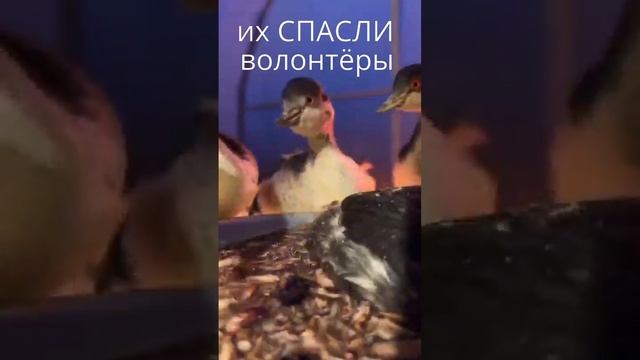 СПАСЁННЫЕ ПТИЦЫ Чёрного моря