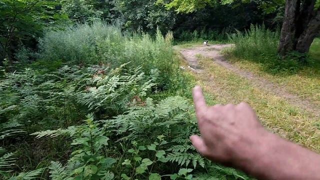 ПОСЛУШНУЮ СОБАКУ ХОТЯТ ВСЕ! Русский охотничий спаниель. Воспитание щенка.