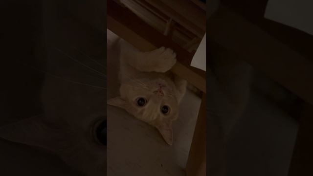 Кот Симба ))))