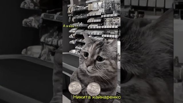 когда кот купил 1 доширак #мем #котики