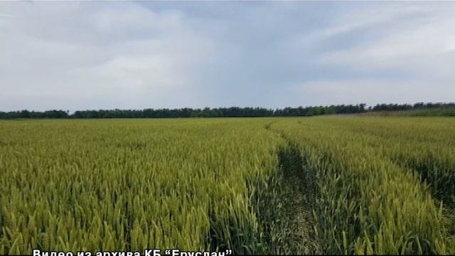АМЗ-2015 Ростов  2017(форум)