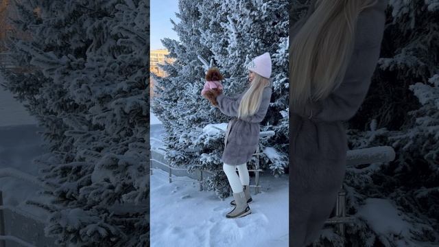 🌟Тикап Тедди Пудель🌟