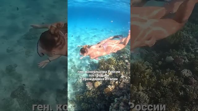 В Египте акула напала на туристов