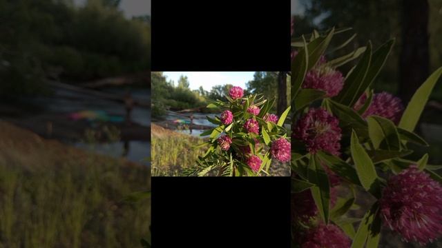 Букетик клейвера