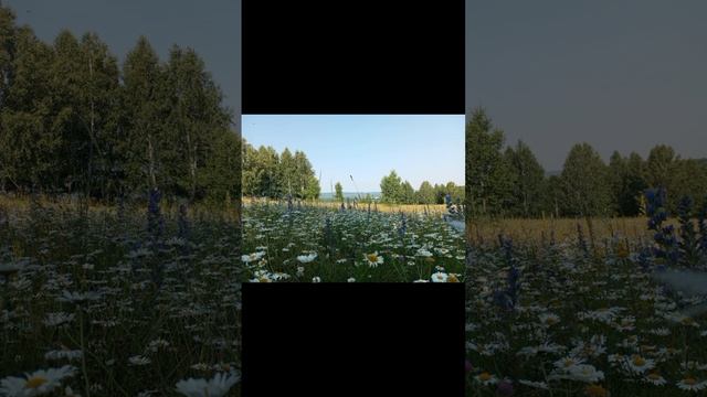 Ромашки