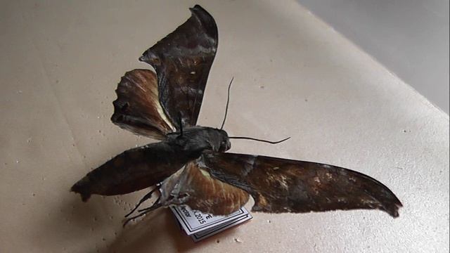 БРАЖНИКИ: 253. Barbourion lemaii