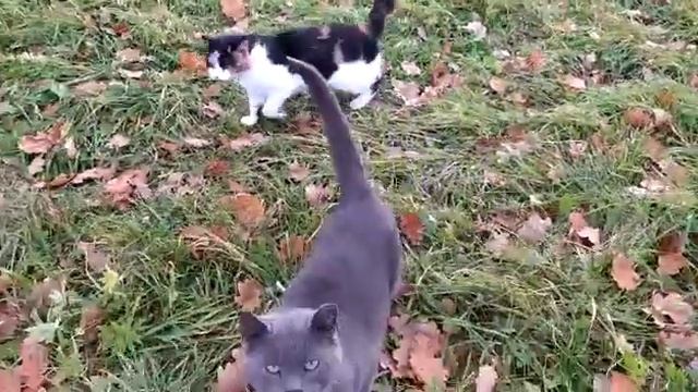 Рудольф и Лапочка на прогулке Rudolf and Lapochka (a little paw) on the promenade..mp4