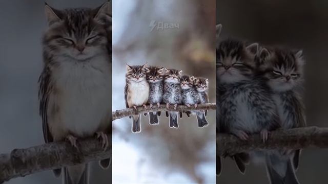 Котобушки