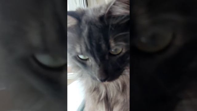 #доброеутро #сдобрымутром #приколы #смешныекоты #котики #котята #shorts