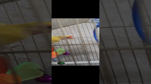 20241229_172451.mp4