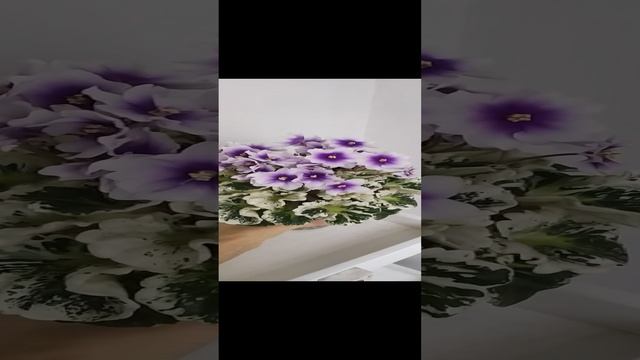 VID_20241222_122341