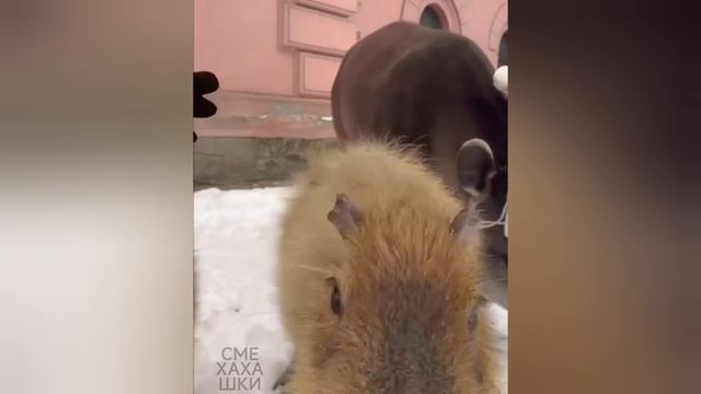 Снежные животные