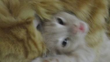 мама любит малыша