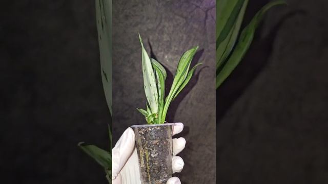 Сансевиерия Муншайн Бразиллиан мутант кристатный/ Sansevieria