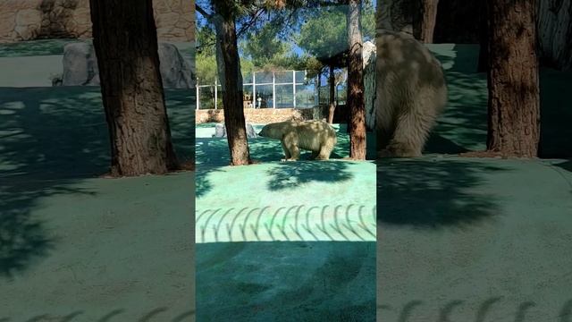 #медведь #bear #whitebear #animals #язык #приколы #shorts