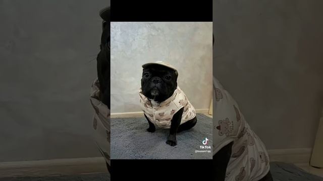 милый мопс