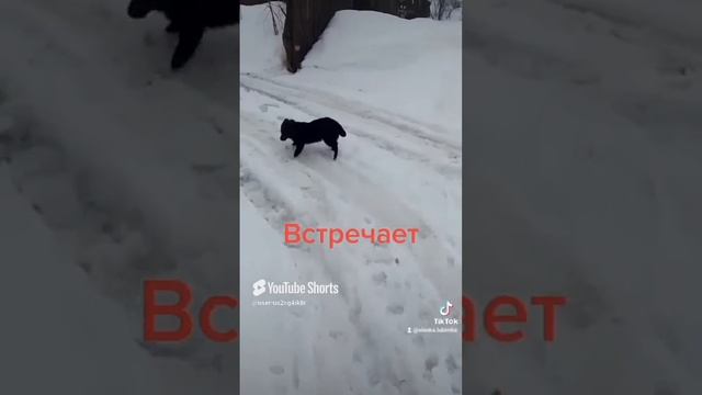 Встречает