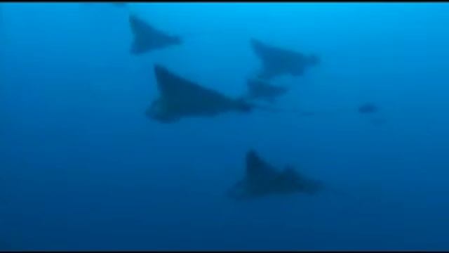 Eagle Rays and Dolphins in Galapagos 2007