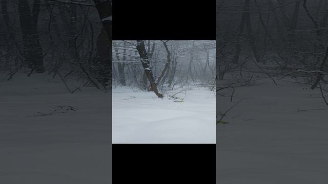 Зайчик токунчик7.mp4