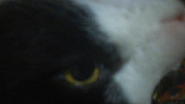 VID_20241129_080345.mp4