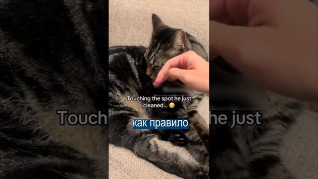 Ты что творишь, кожаный? Что будет, если погладить там, где кот облизался