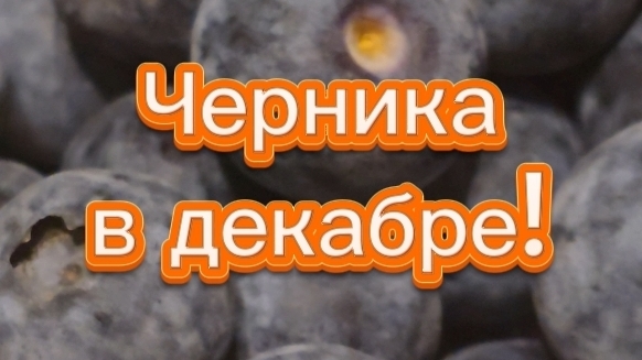 Ага, ЗНАТОК расслабился...ЭТО ГОЛУБИКА!