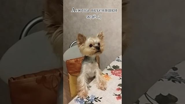 Кушаньки Асюта просит;)