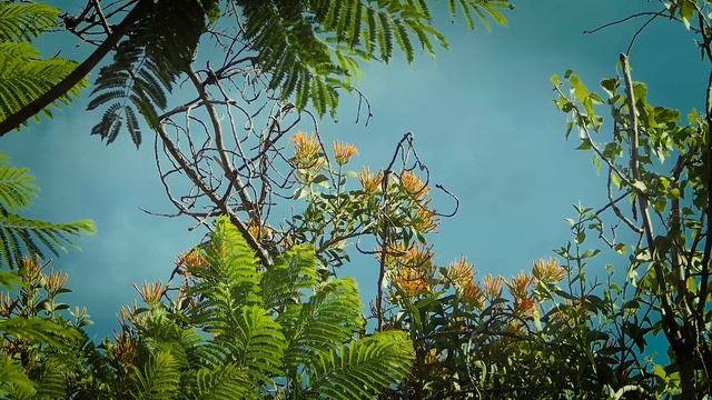 Tree Branches With Blue Sky Background