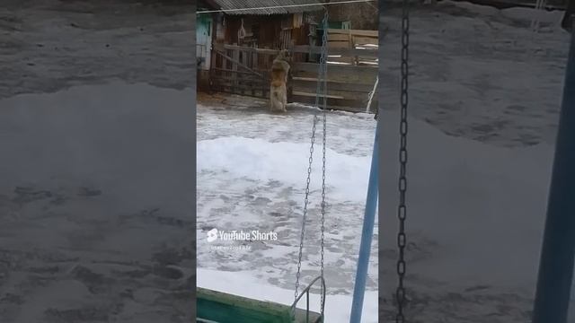 Дружок научился открывать дверь ☺️