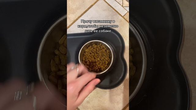 Чихуахуа и витаминка