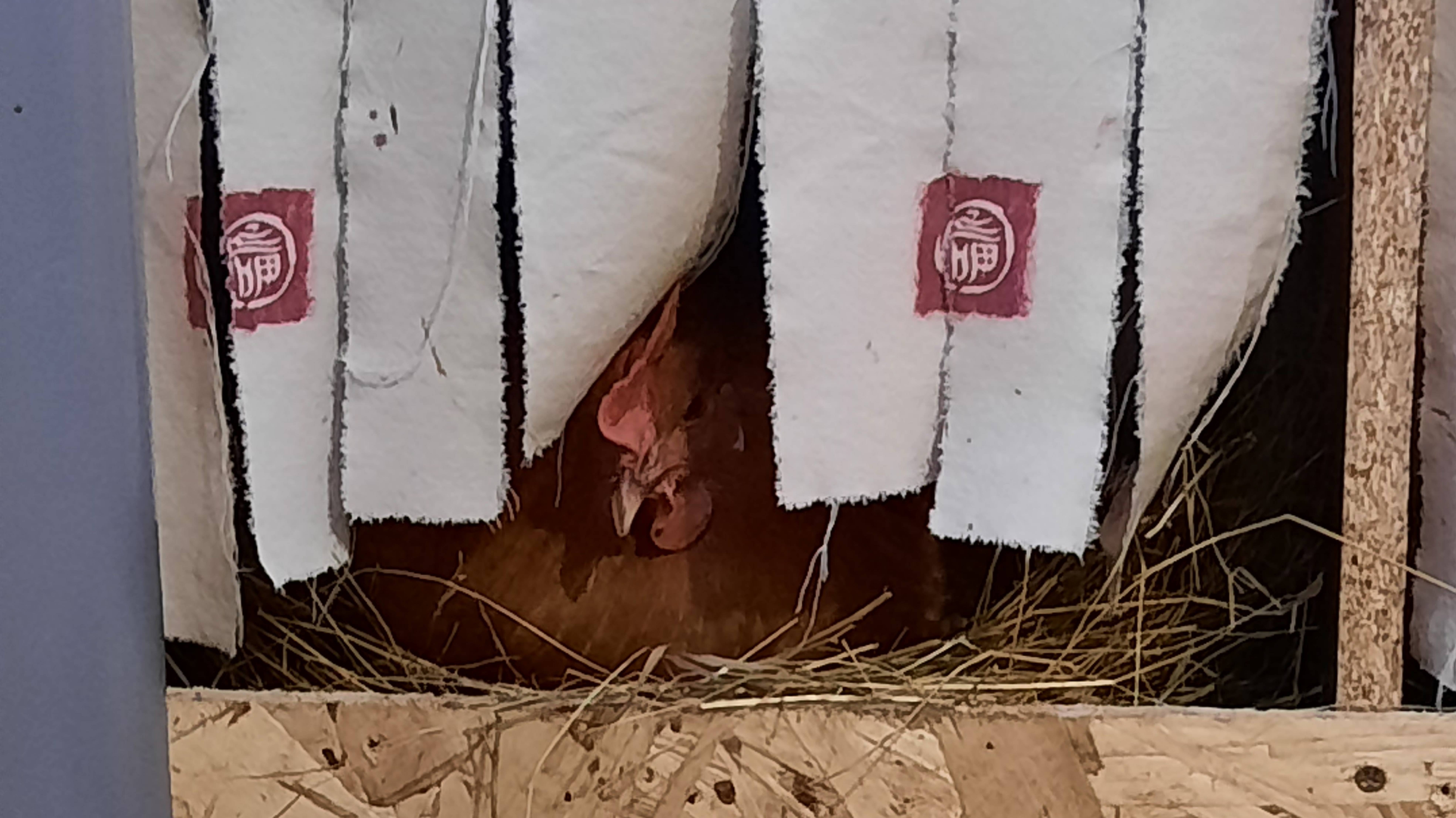 Курочки несутся 🐔 кроме одной 🤔