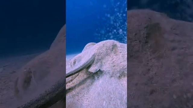 Подводный мир