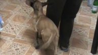 щенок бельгийской овчарки малинуа 3 м Oma обучение следовать за рукой и манипулировать её движением