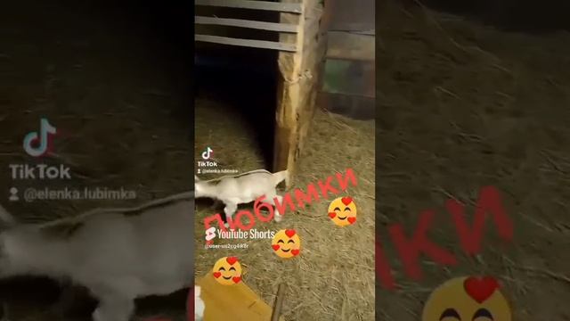 Любимки🥰