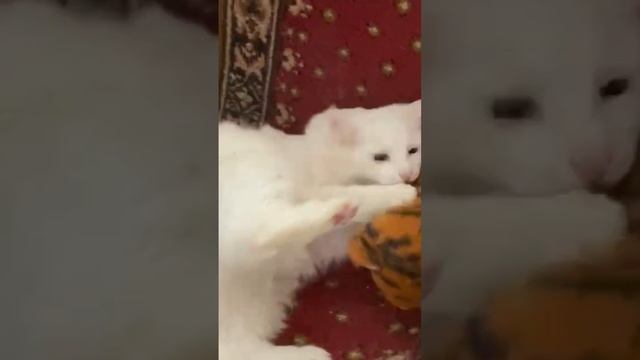 #shorts #tiger #youtube #cat #viral