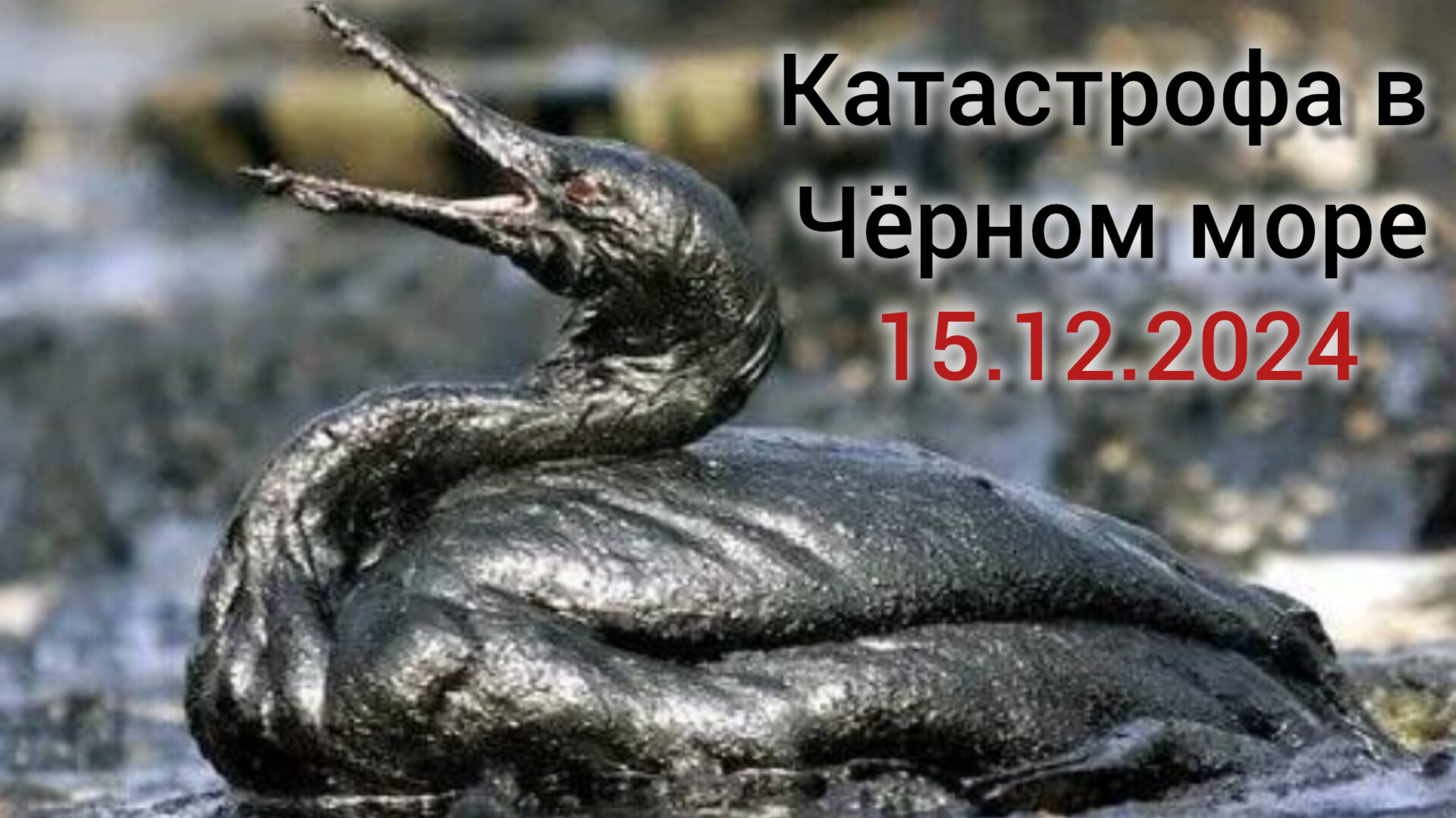 Разлив нефтепродуктов в Чёрном море, мазут в море, Анапа, декабрь 2024, убираю мазут, волонтёр, ЧС