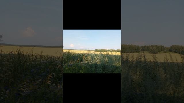 Береза