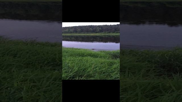 Бобр проверяет угодья с утра пораньше