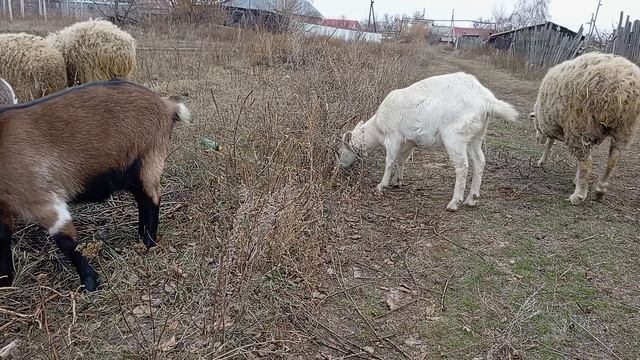 Животные 🐐🐏 в Деревне 🏡 / СМОТРИ ЖИВОТНЫХ